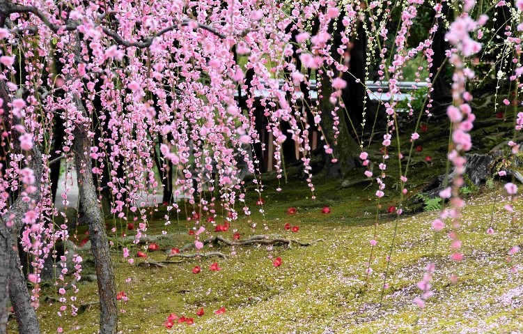 京都・城南宮のしだれ梅 渉成園･園林堂　京の冬の旅特別公開