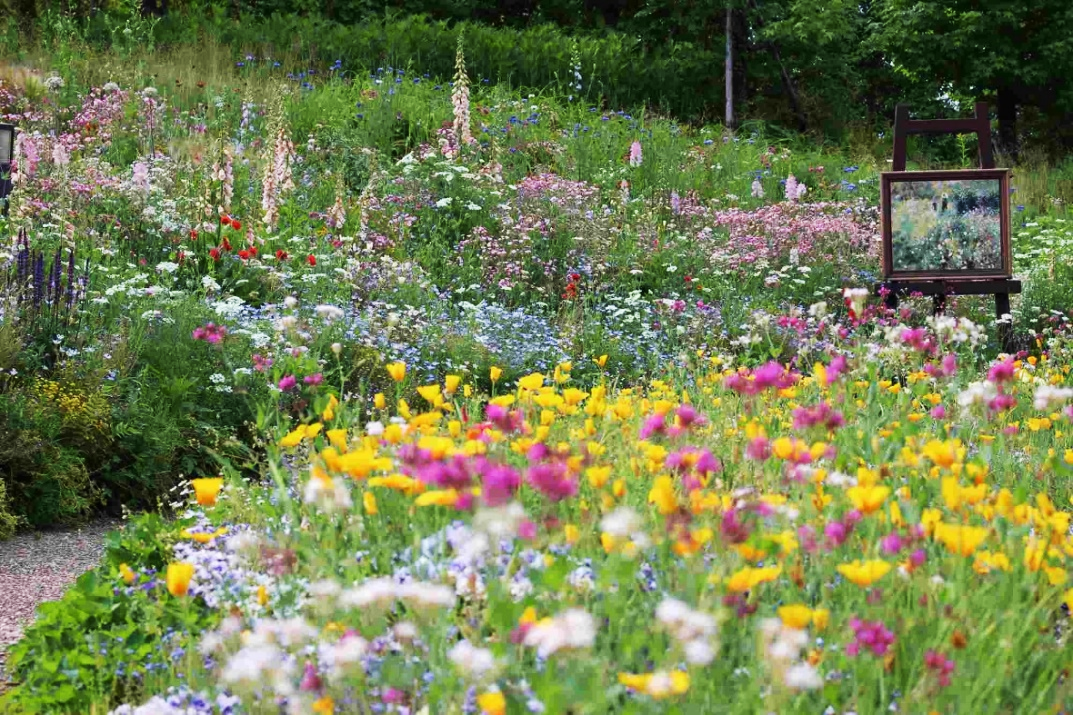 標高840ｍ 季節の花々と印象派の陶板画　ガーデンミュージアム比叡 ロテルド比叡　で　ランチコース