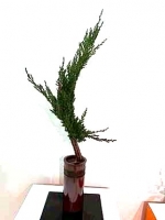 花講座 ～個性で生ける花空間～【夜クラス】