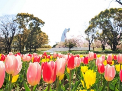 春爛漫･桜の万博記念公園太陽の塔予約見学