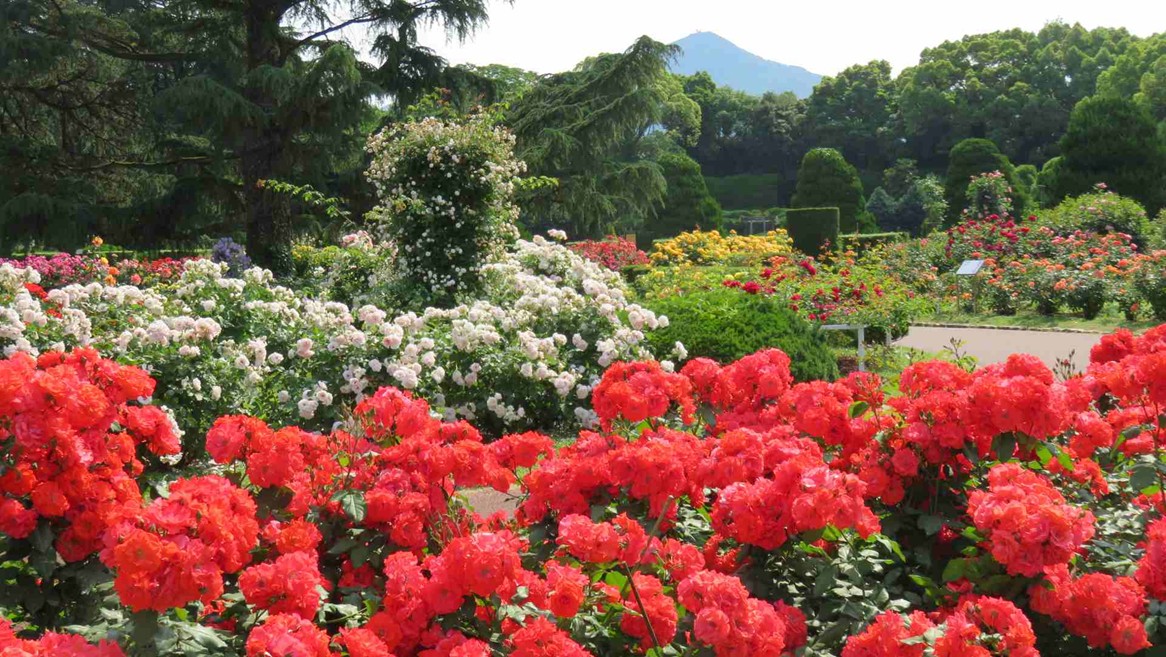 京都府立植物園 バラ園 蓮華寺 青もみじ