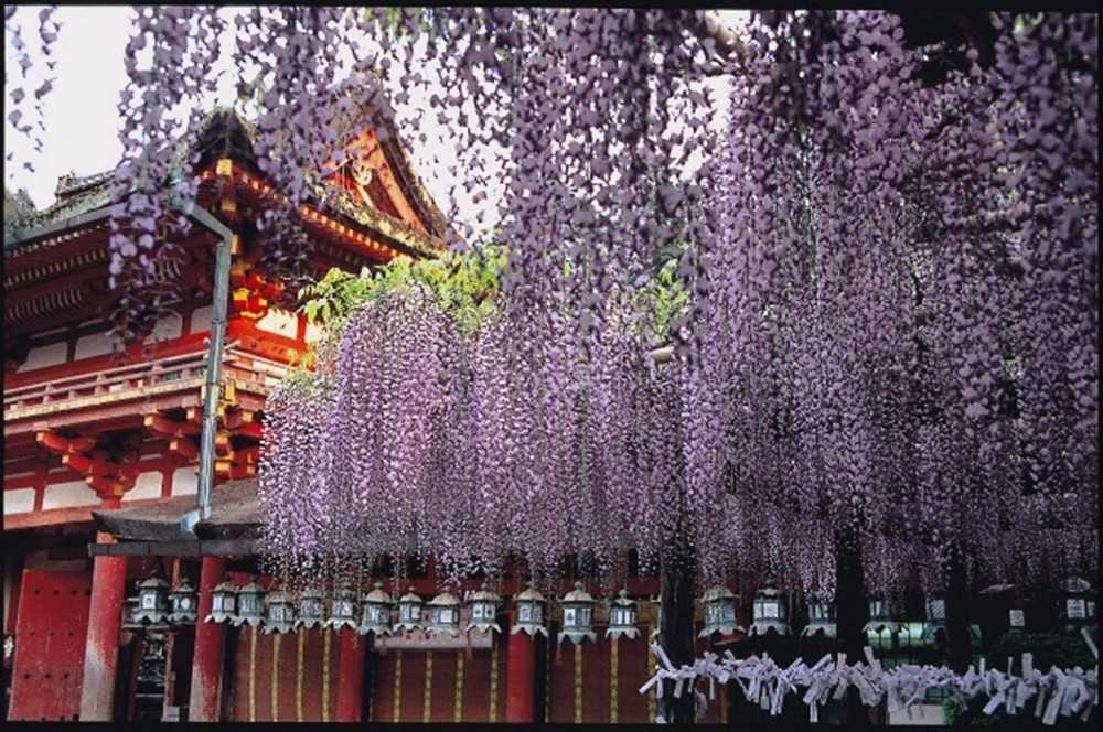春の奈良たび　室生寺のしゃくなげと春日大社のふじ～猿沢池近くの日本料理店で食事～
