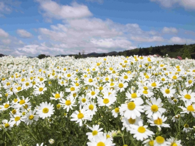 メナ-ド青山リゾ-トジャ-マンカモミ-ル レストランでフレンチミニコース 花の郷 滝谷　水蓮･花しょうぶ