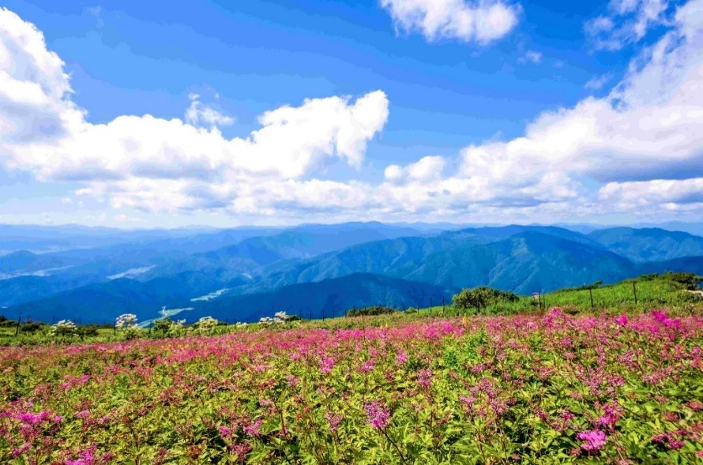 伊吹山 高山植物 と 醒ヶ井散策