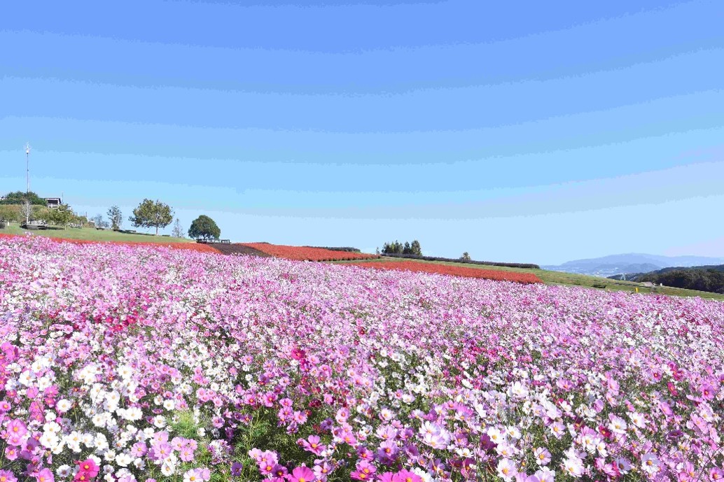 秋の淡路島 野島断層保存館 あわじ花さじき ホテルでランチブッフェ