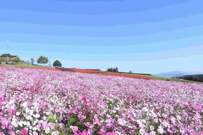 秋の淡路島 野島断層保存館 あわじ花さじき ホテルでランチブッフェ